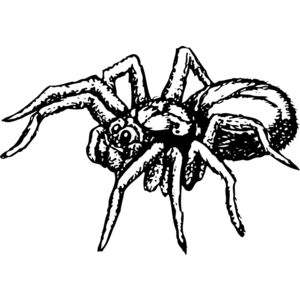 SPIDER04 Thumbnail