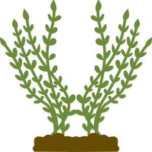 Plants 4 Thumbnail