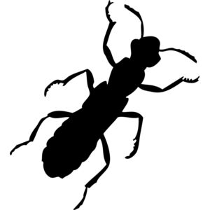 Ant Silhouette 1 Thumbnail