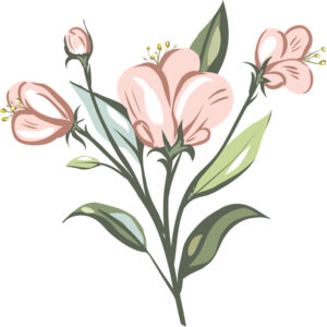 Pink Roses Flower 6 Thumbnail