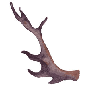Watercolor Branch Antler 3 Thumbnail