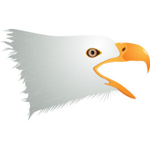 USA America Bald Eagle 5 Thumbnail