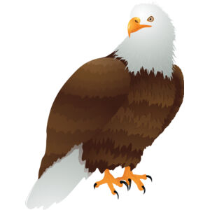 USA America Bald Eagle 2 Thumbnail